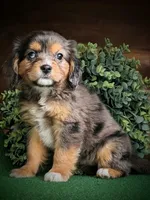 Athena , a female Aussalier for sale in Pennock, MN – Photo 1 of 5