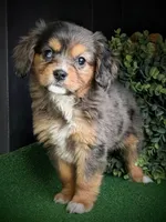 Athena , a female Aussalier for sale in Pennock, MN – Photo 2 of 5