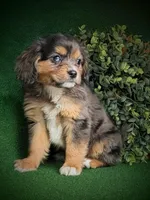 Athena , a female Aussalier for sale in Pennock, MN – Photo 5 of 5