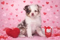 Holly, a female Miniature Australian Shepherd for sale in Pennock, MN – Photo 1 of 6