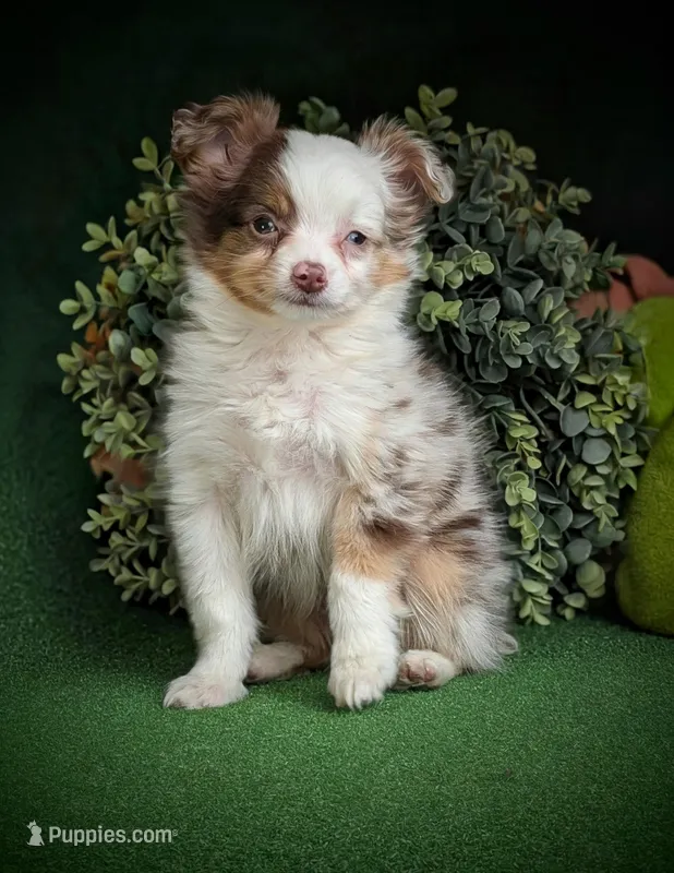 Holly – Miniature Australian Shepherd puppy for sale in Pennock, MN