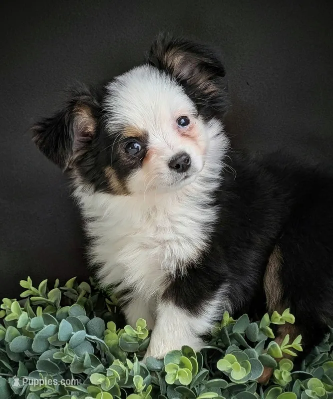 Ember – Miniature Australian Shepherd puppy for sale in Pennock, MN