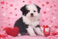 Ember, a female Miniature Australian Shepherd for sale in Pennock, MN – Photo 1 of 2