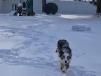 Ross, a male Miniature Australian Shepherd for sale in Pennock, MN – Photo 4 of 10