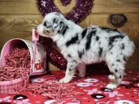 Ross, a male Miniature Australian Shepherd for sale in Pennock, MN – Photo 6 of 10