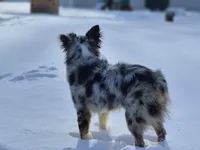Ross, a male Miniature Australian Shepherd for sale in Pennock, MN – Photo 3 of 10