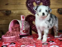 Ross, a male Miniature Australian Shepherd for sale in Pennock, MN – Photo 7 of 10