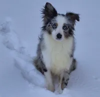 Ross, a male Miniature Australian Shepherd for sale in Pennock, MN – Photo 1 of 10