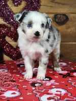 Ross, a male Miniature Australian Shepherd for sale in Pennock, MN – Photo 5 of 10