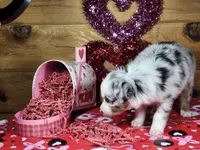 Ross, a male Miniature Australian Shepherd for sale in Pennock, MN – Photo 8 of 10