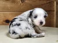 Ross, a male Miniature Australian Shepherd for sale in Pennock, MN – Photo 10 of 10