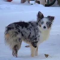 Ross, a male Miniature Australian Shepherd for sale in Pennock, MN – Photo 2 of 10