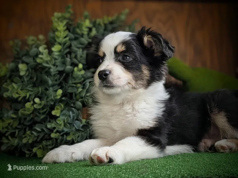Storm – Miniature American Shepherd puppy for sale in Pennock, MN