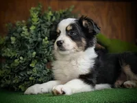 Storm, a female Miniature American Shepherd for sale in Pennock, MN – Photo 1 of 10