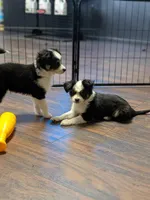 Storm, a female Miniature American Shepherd for sale in Pennock, MN – Photo 6 of 10