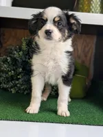 Storm, a female Miniature American Shepherd for sale in Pennock, MN – Photo 3 of 10