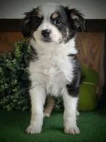 Storm, a female Miniature American Shepherd for sale in Pennock, MN – Photo 4 of 10