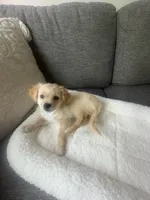 chippy, a male Chihuahua and Shih Tzu for sale in Bothell, WA – 1 of 3