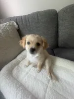 chippy, a male Chihuahua and Shih Tzu for sale in Bothell, WA – 2 of 3