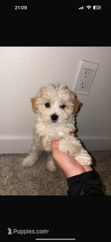 copper  – Maltipoo puppy for sale in Bothell, WA