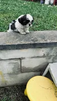 Brewster, a female Shih Tzu for sale in Pittstown, NJ – 6 of 7
