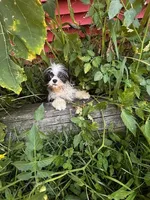 bubbles, a female Shih Tzu for sale in Pittstown, NJ – 2 of 2