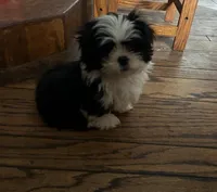 Tippy, a male Shih Tzu for sale in Pittstown, NJ – Photo 1 of 3