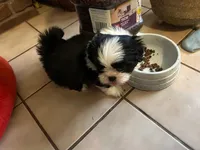 Tippy, a male Shih Tzu for sale in Pittstown, NJ – Photo 3 of 3