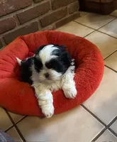 Tippy, a male Shih Tzu for sale in Pittstown, NJ – Photo 2 of 3