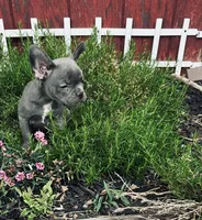 Jackie, a female Frenchton for sale in Pittstown, NJ – 2 of 5
