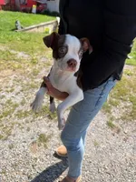 buffy, a female Boston Terrier for sale in Pittstown, NJ – 2 of 3