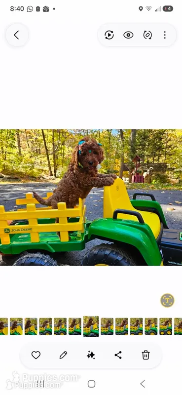 Donnie – Miniature Goldendoodle puppy for sale in Pittstown, NJ