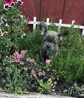 Jackie, a female Frenchton for sale in Pittstown, NJ – 4 of 5