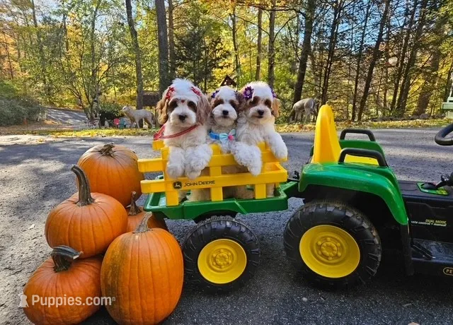 Calvie – Cavapoo puppy for sale in Pittstown, NJ