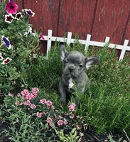 Jackie, a female Frenchton for sale in Pittstown, NJ – 1 of 5