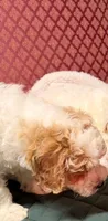 Calvie, a male Cavapoo for sale in Pittstown, NJ – 2 of 3