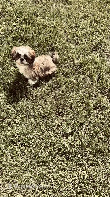 Sport – Shih Tzu puppy for sale in Pittstown, NJ