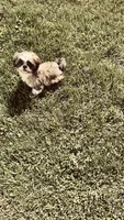 Sport, a male Shih Tzu for sale in Pittstown, NJ – 1 of 2