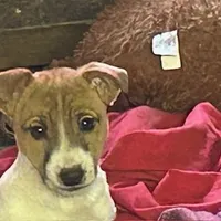 Jackie, a female Jack Russell Terrier for sale in Pittstown, NJ – Photo 1 of 2