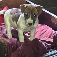 Jackie, a female Jack Russell Terrier for sale in Pittstown, NJ – Photo 2 of 2