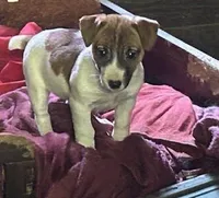 Jackie, a female Jack Russell Terrier for sale in Pittstown, NJ – Photo 2 of 2