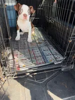 buffy, a female Boston Terrier for sale in Pittstown, NJ – 3 of 3