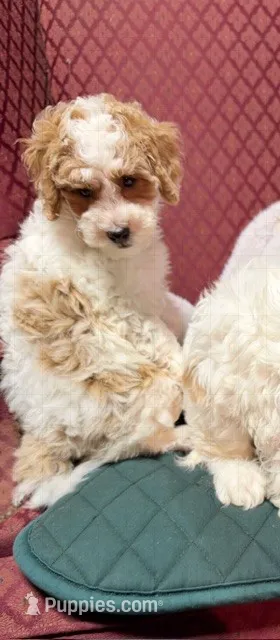 Calvie – Cavapoo puppy for sale in Pittstown, NJ