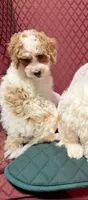 Calvie, a male Cavapoo for sale in Pittstown, NJ – 1 of 3