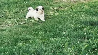 Buster, a male Shih Tzu for sale in Pittstown, NJ – 2 of 3