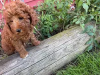 Donnie, a male Miniature Goldendoodle for sale in Pittstown, NJ – 3 of 4
