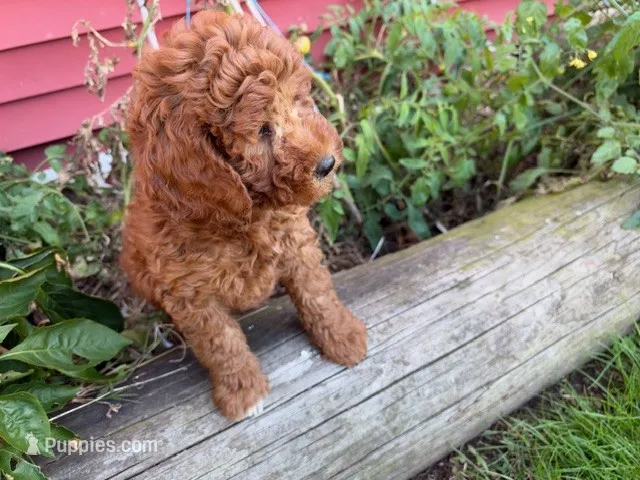 Dora – Miniature Goldendoodle puppy for sale in Pittstown, NJ