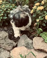 Bernie, a male Shih Tzu for sale in Pittstown, NJ – 3 of 3