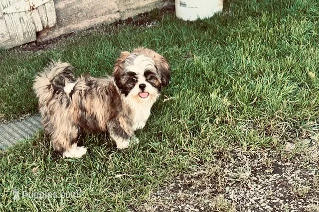 Rocky – Shih Tzu puppy for sale in Pittstown, NJ