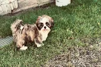Rocky, a male Shih Tzu for sale in Pittstown, NJ – 1 of 1